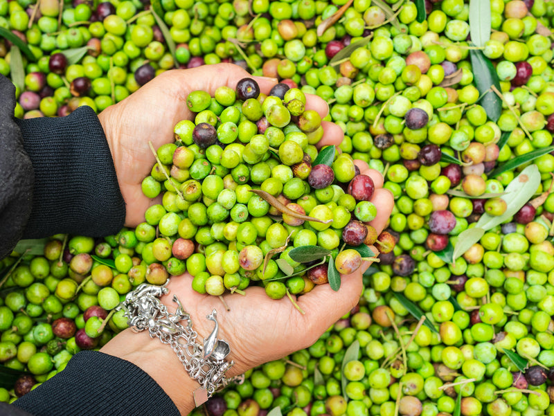 Behind the Bottle: How VIOS Olive Oil Is Made