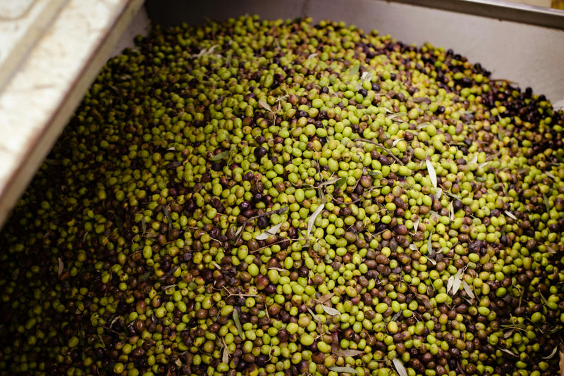 Meet the Koroneiki Olive: The Jewel of Crete