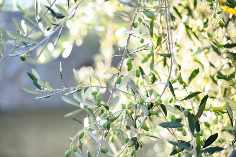 Olive Oil Consumption and Cardiovascular Risk