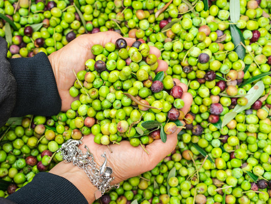 Behind the Bottle: How VIOS Olive Oil Is Made