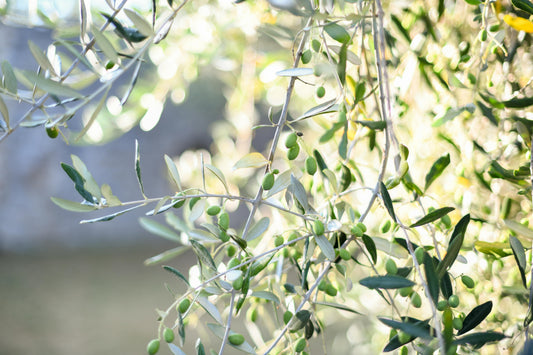 Olive Oil Consumption and Cardiovascular Risk