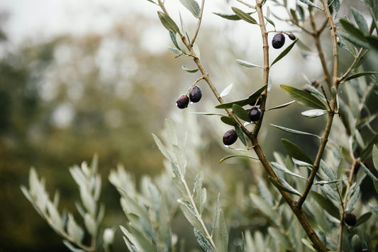 How VIOS Creates Naturally Flavored Olive Oils